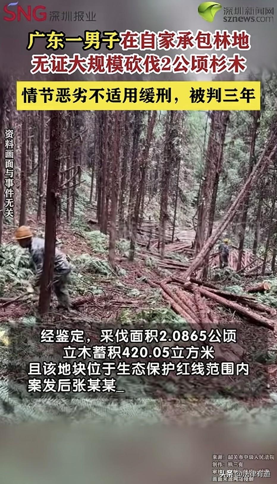 我的树我想砍就砍！法院：不行，随便砍就判刑。

广东韶关，张某某在韶关市曲江区某