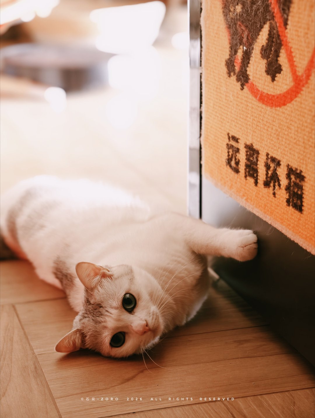 远离坏猫 