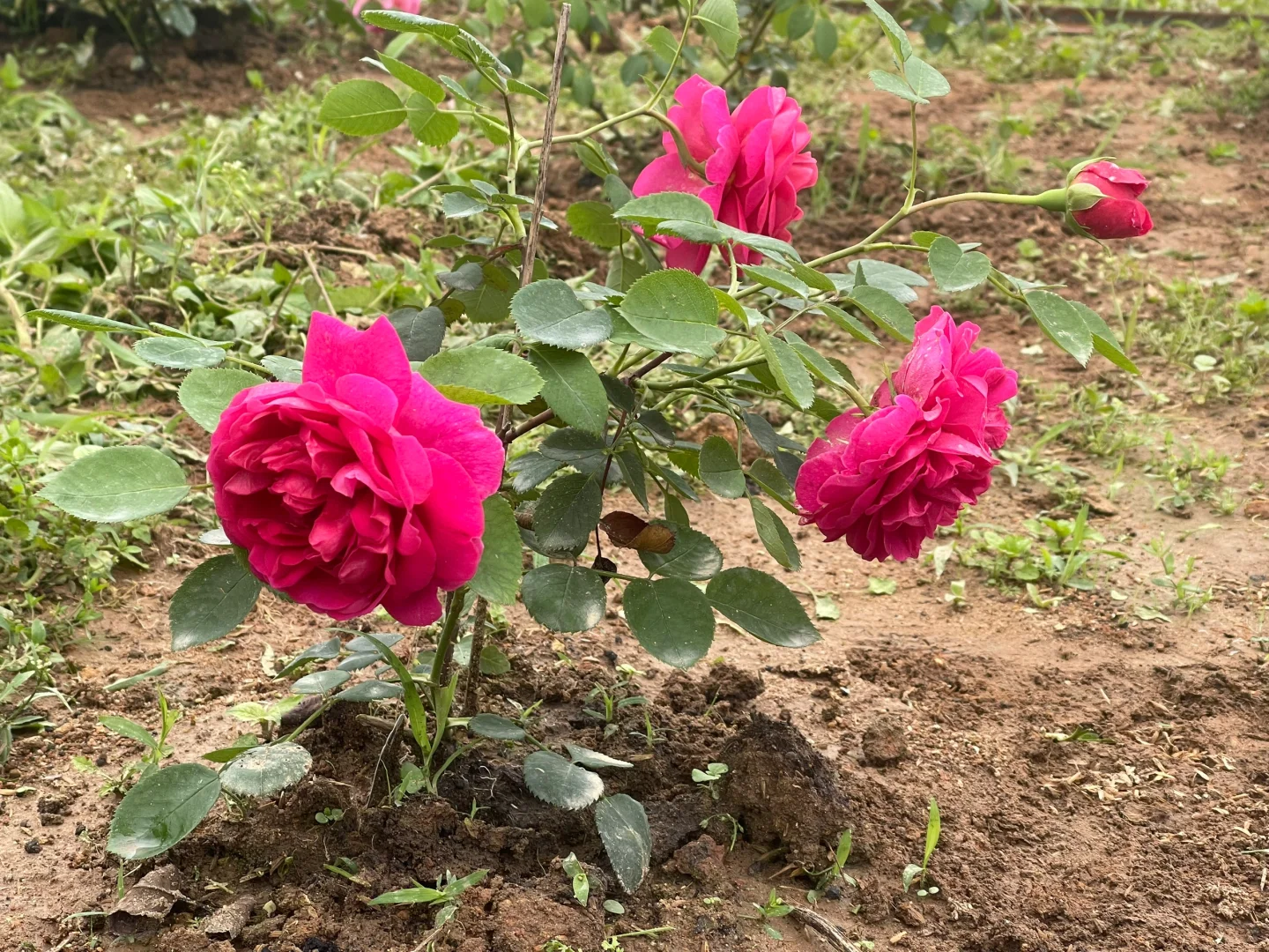很努力开花的小苗
