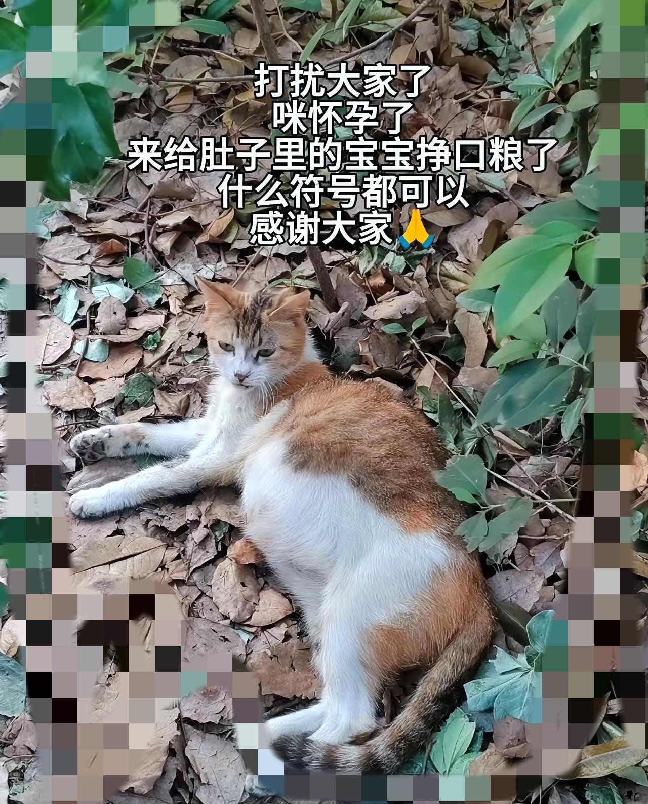 谁能留意城市角落那些缩成一团的小身影？
       很多人总觉得流浪动物只是无