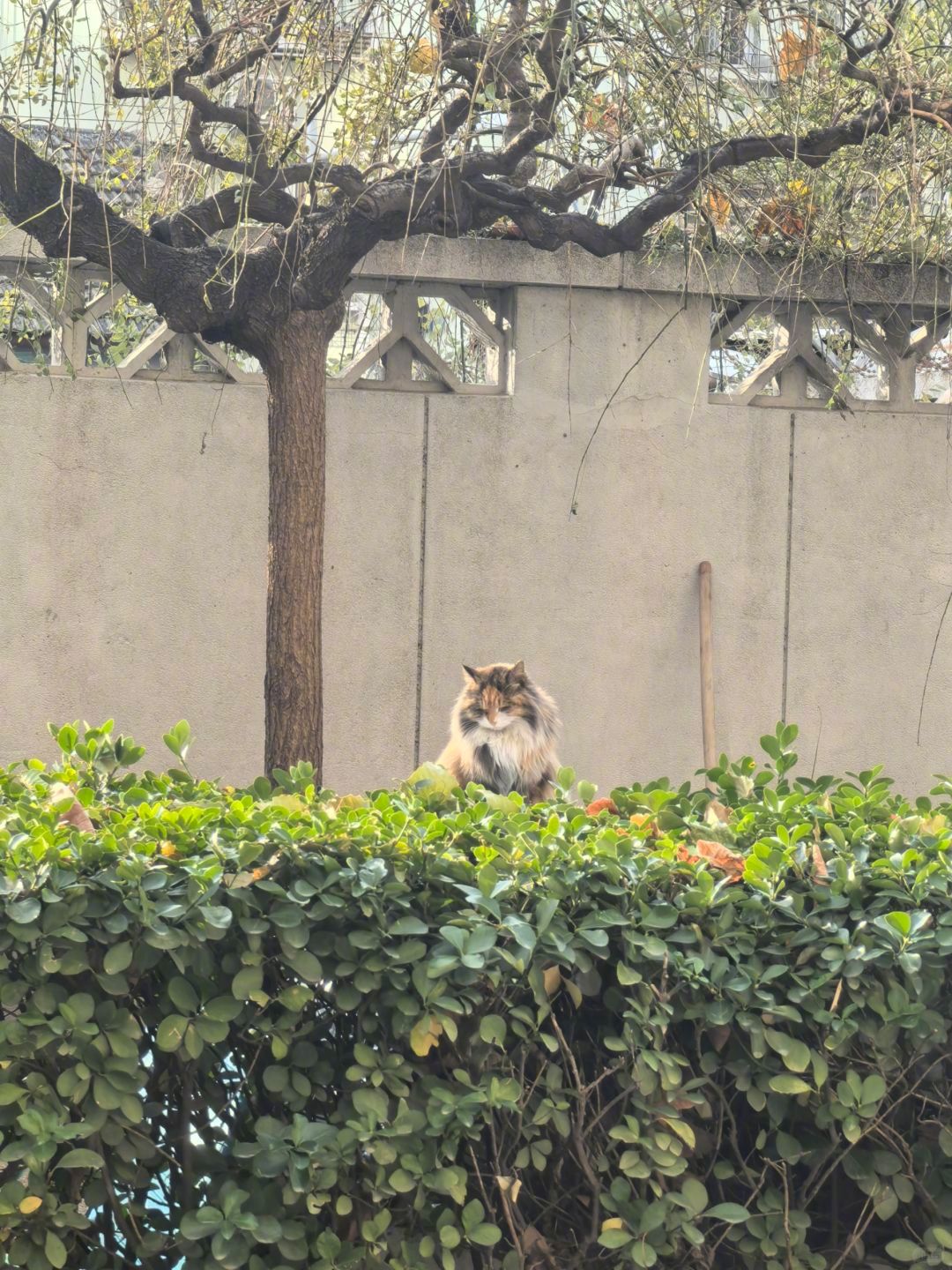 出门遇到了小区里的流浪猫女王[爱你] 