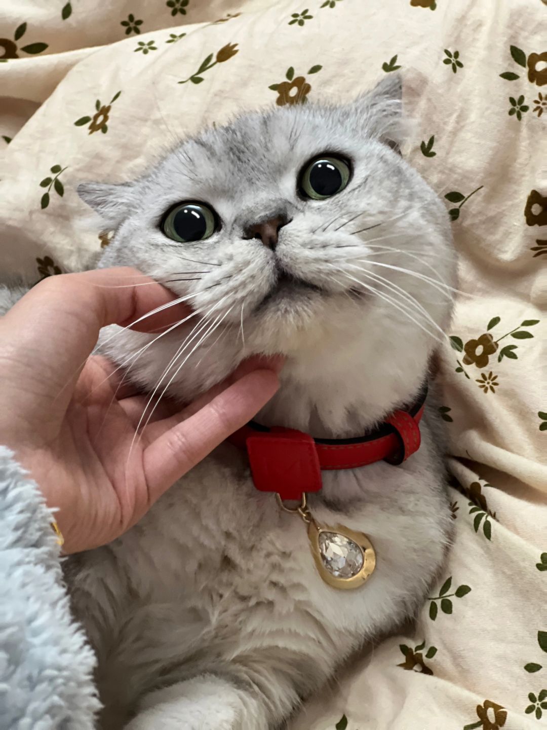 谁家的猫这么可爱呀！