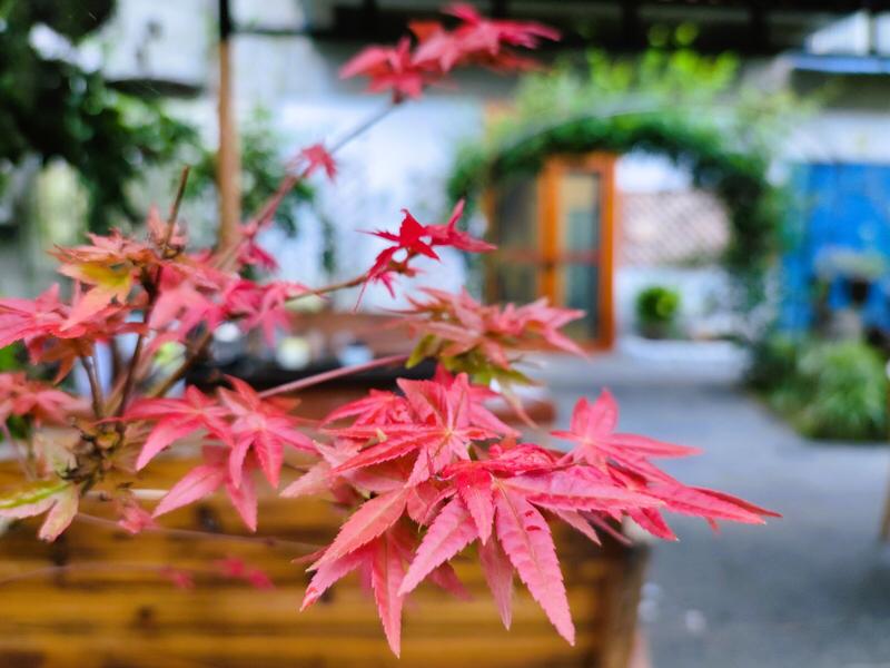 这首《七绝•秋庭绪》韵味十足！“秋风扫叶掠屋檐”，瞬间将秋风的磅礴气势尽显无遗，