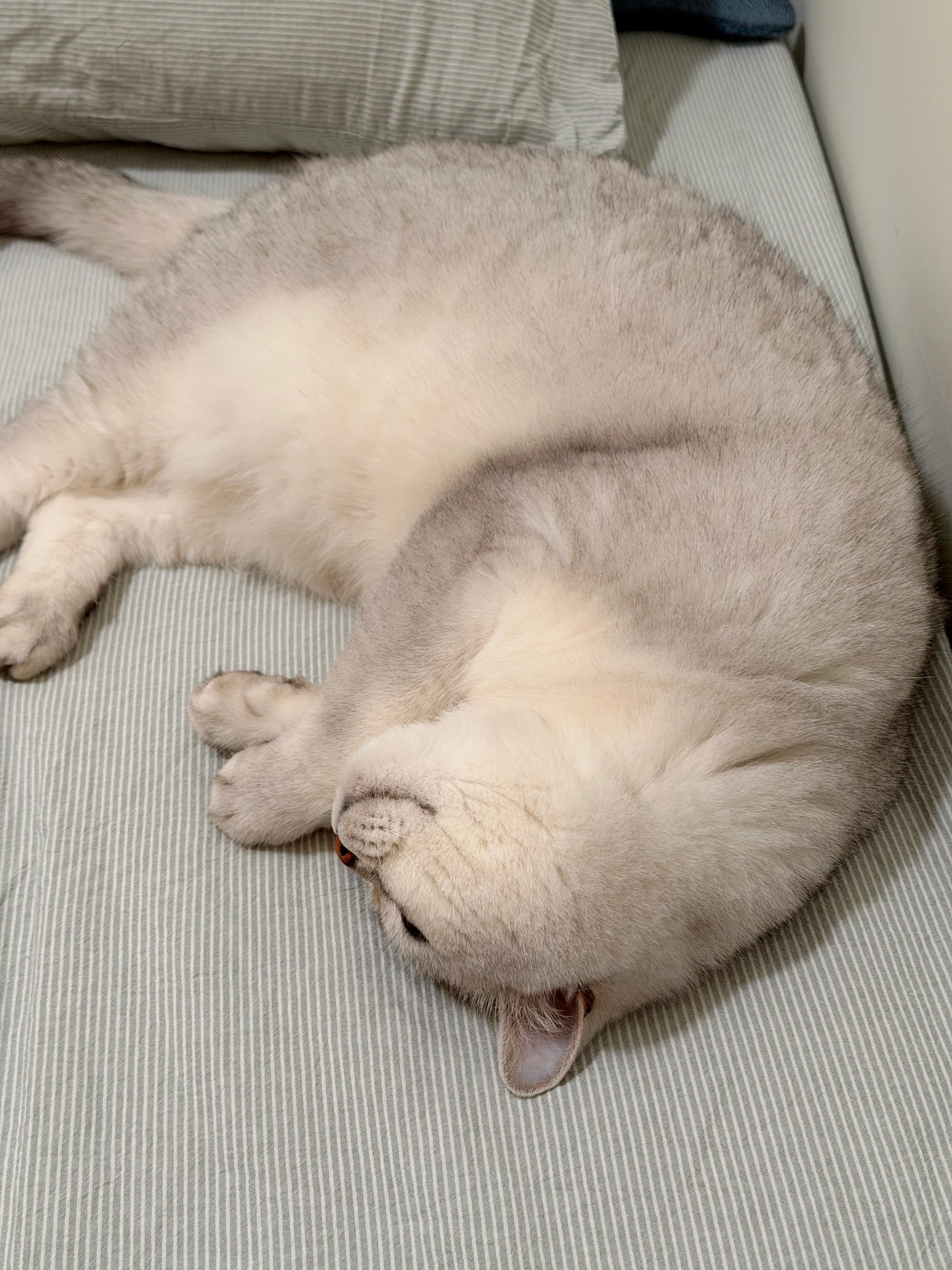 咪：还是人的🛏️舒服 