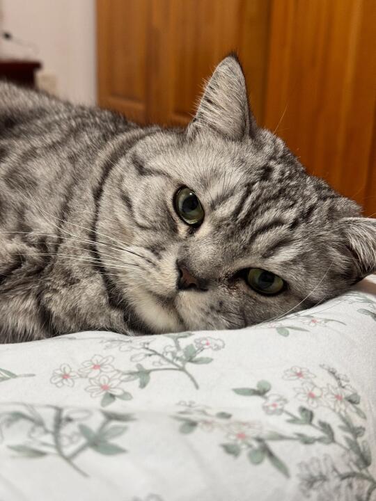人，不开心吗，看看咪