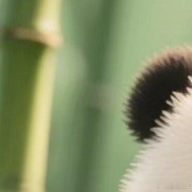 熊猫守护者 🐼熊猫守护者 🐼森林驿站 生活中，善良无处不在，要用心感受。心存