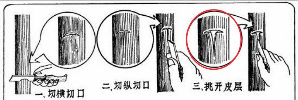 张雪说logo是淘宝600块做的以前科普番茄嫁接土豆时，经人提醒发现嫁接用的横切