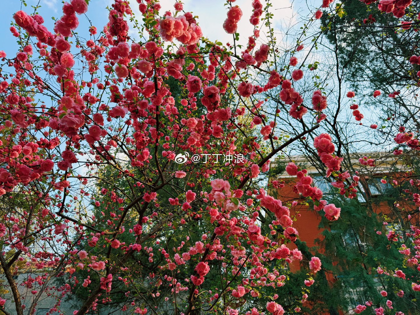 春天的北京处处鲜花盛开  摄影