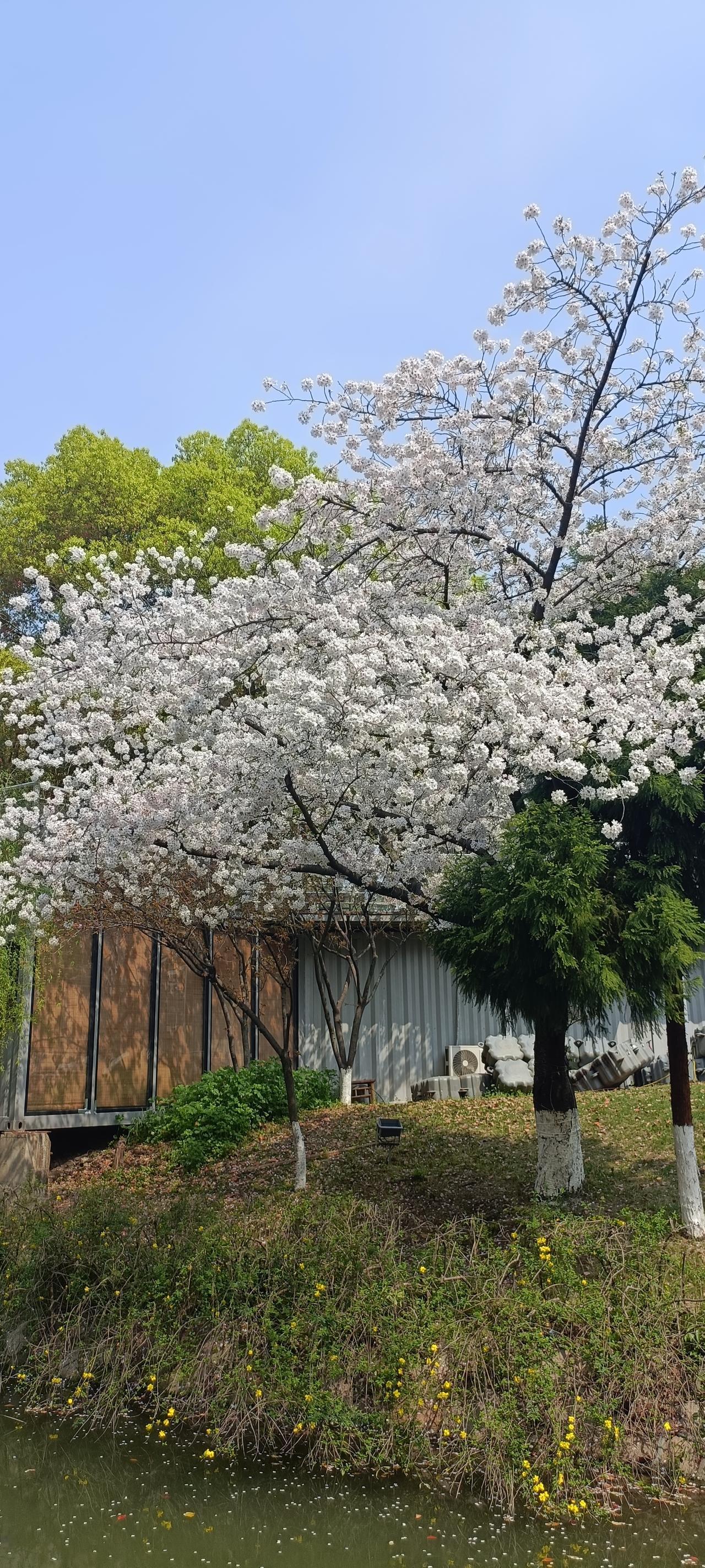 樱花盛开，春意盎然，静享自然之美。
上联:春日花枝满，
下联:芳菲映碧波。