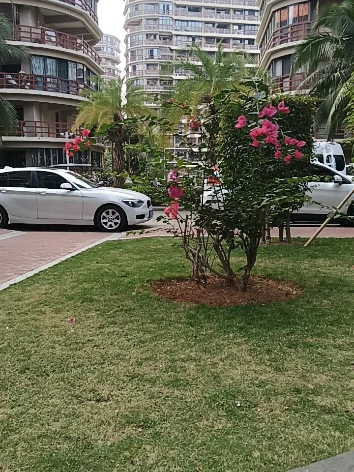 下楼，随手一拍。
马上就要过年了，异地他乡，心里有很浓的失落感觉，没着没落的。