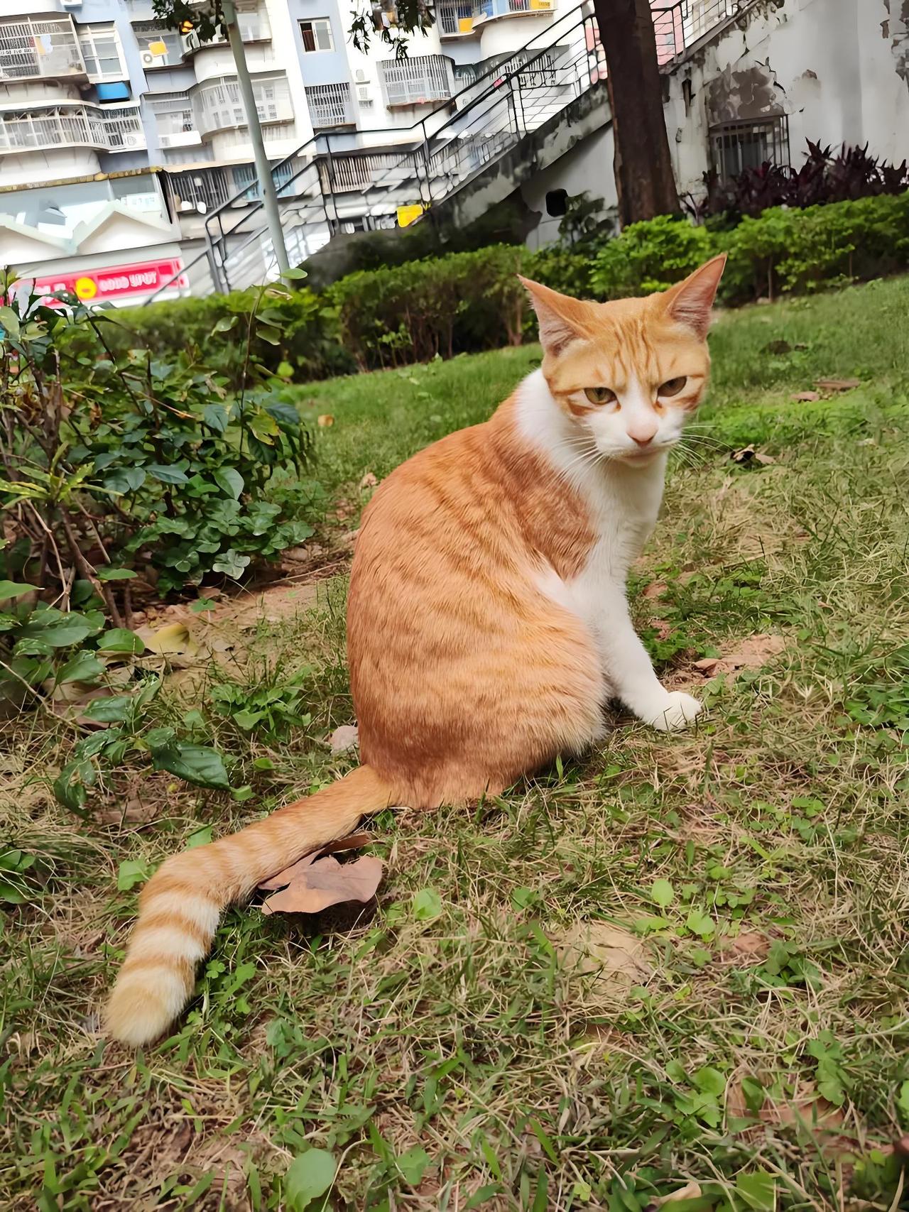 下班路上偶遇流浪猫，那画面就像生活里突然出现的小惊喜。之前我下班途中，也碰到过一