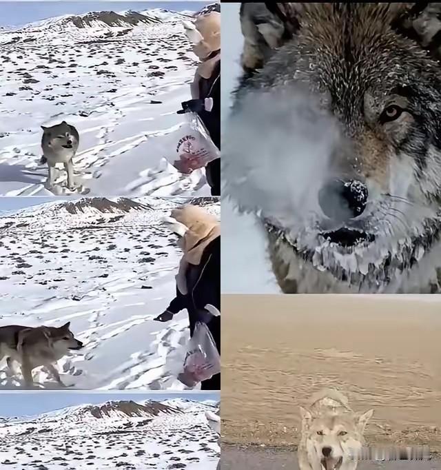 新疆奇台一个牧民十年前喂过一只小狼，临走时随口说了句“老了混不下去就回来，我养你