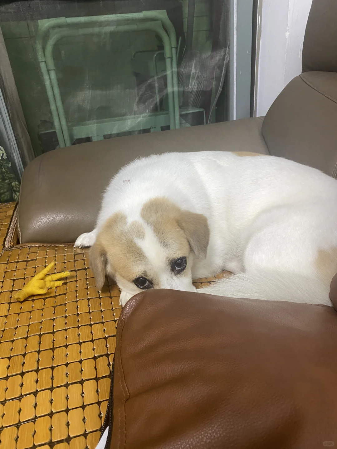 小狗贼偷了个鸡爪
