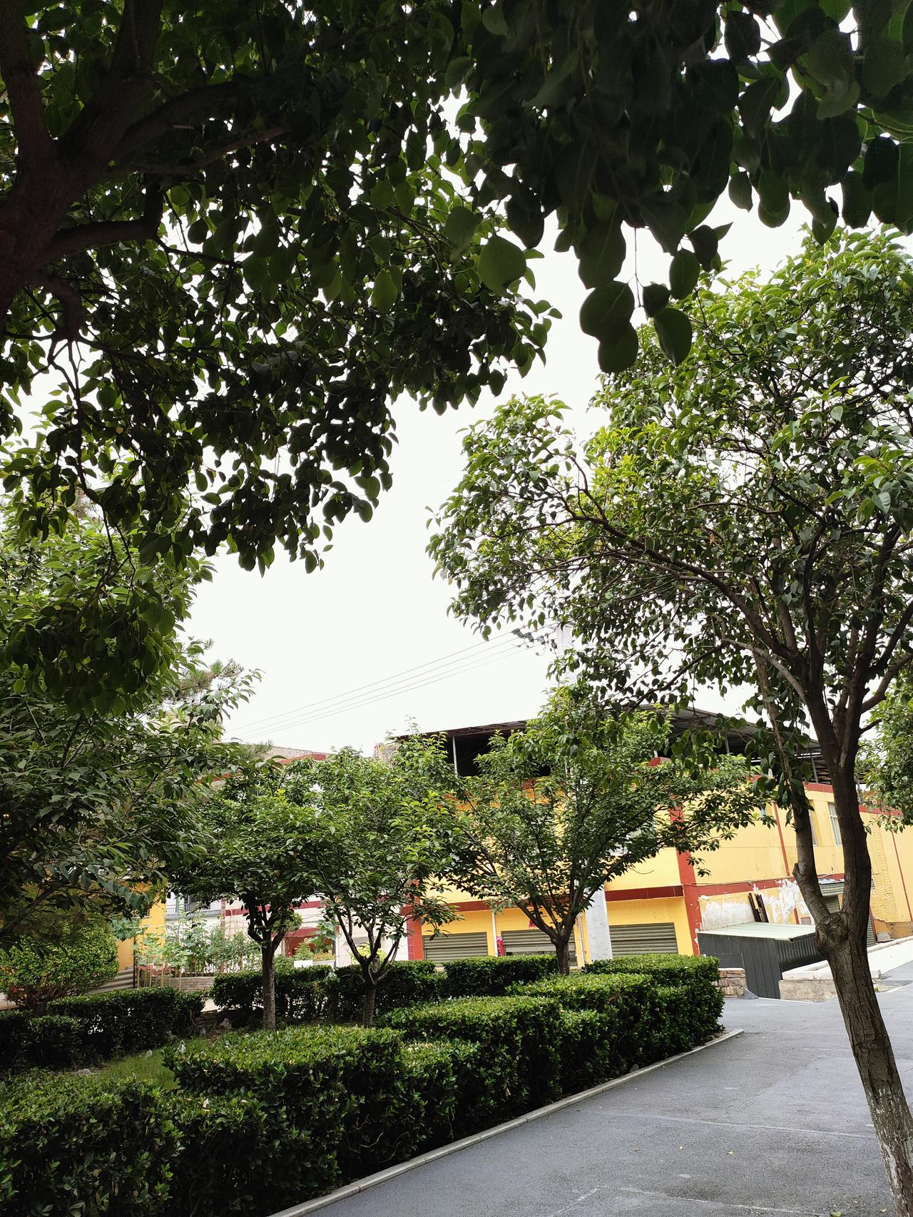 满城绿树层层叠叠，浓密枝叶框住灰蒙晴空，黄墙红边的屋舍藏在绿荫深处。整洁步道延伸