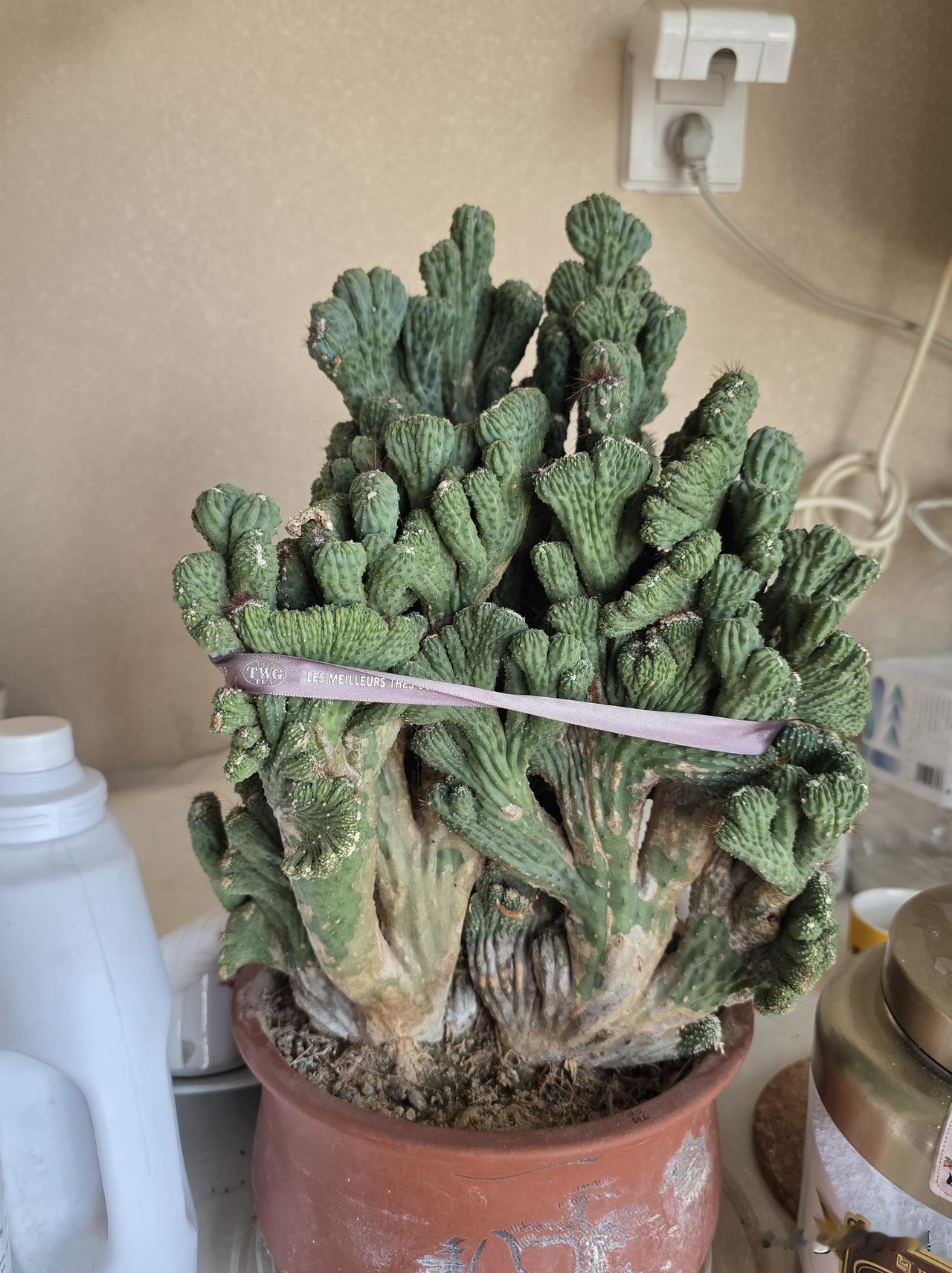 为什么？朋友也曾这样讽刺我……

别的花养不好，这一种养不死，为什么？难道与我这