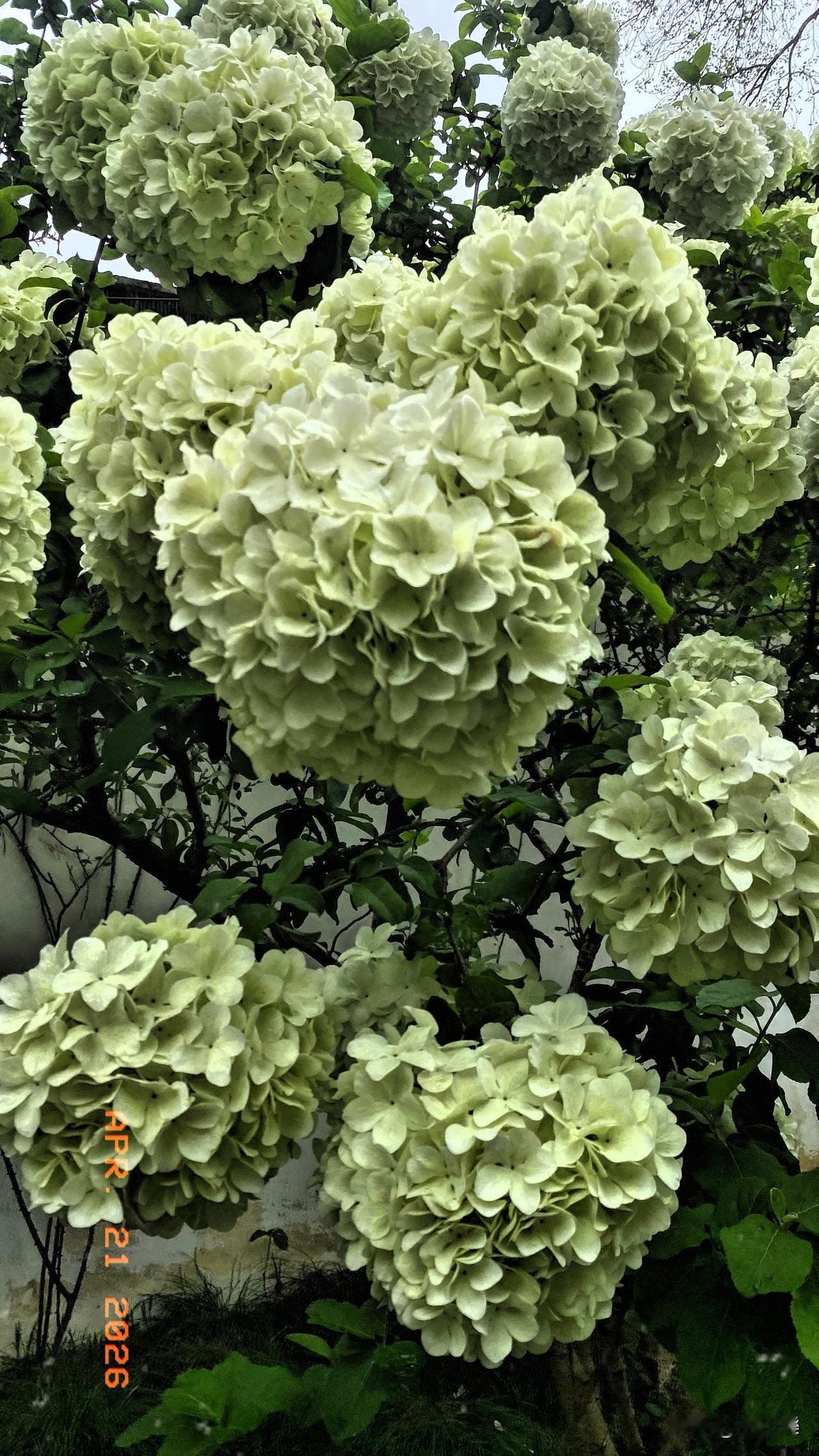 可园木绣球，又大又圆颜值高。