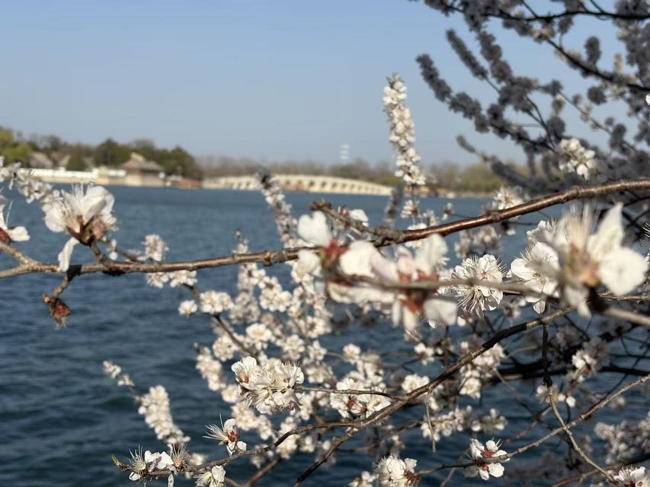 记录我的2026鲜花已盛开