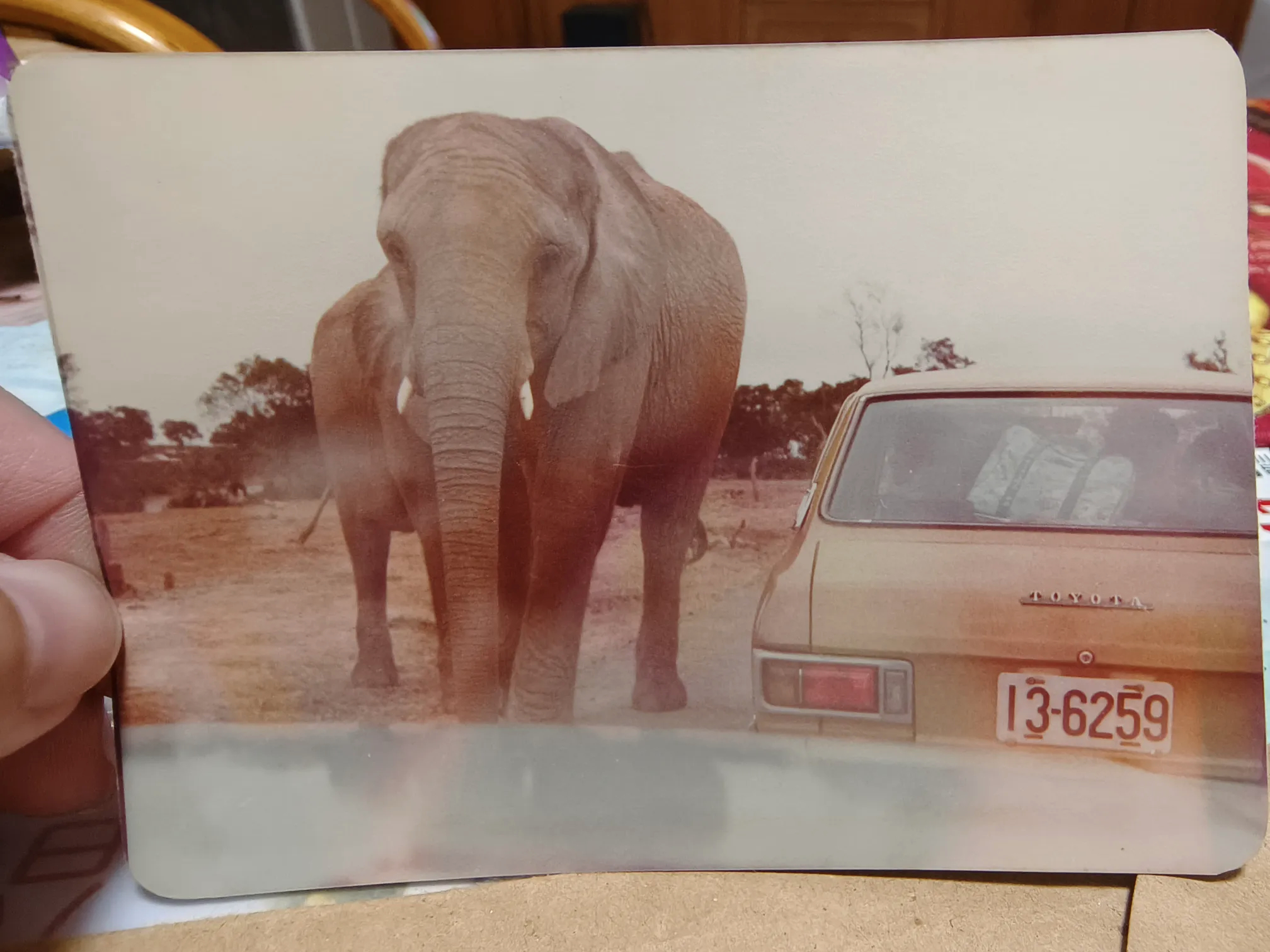 【来自投稿】80年代，台湾六福村动物园，市民们可以自行开车进入园内近距离观察动物