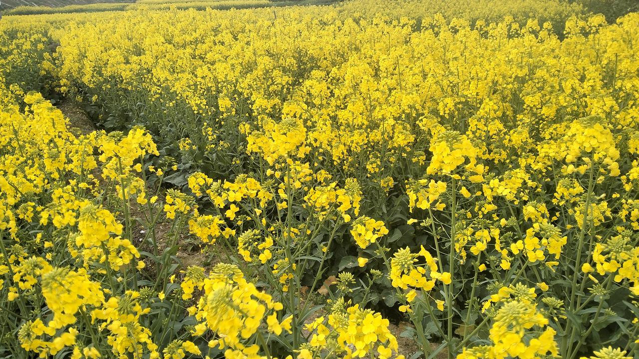 自驾海南之旅97——长江两岸

春色满园

在江西庐山深度旅游后，驱车经九江市，