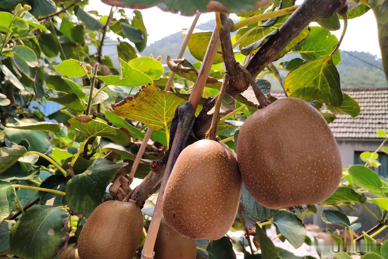 你知道吗再过两天就是下元节
下元节是中国传统节日，时间是农历十月十五日。
它和上