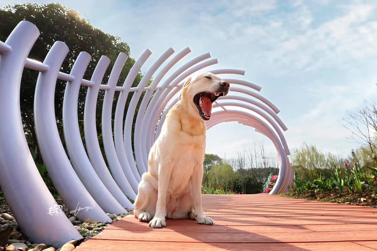 爸爸说今天可以去公园玩个够🥳
【上海拍摄】