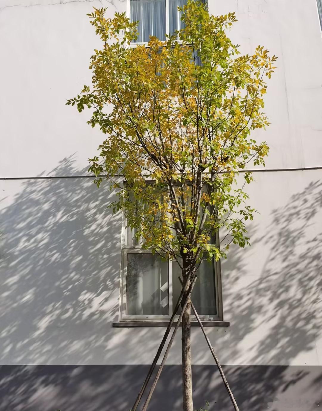 又是一年落叶时人间值得处