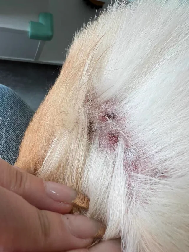 狗狗皮肤病 身上疙瘩 如何快速在家治疗👇