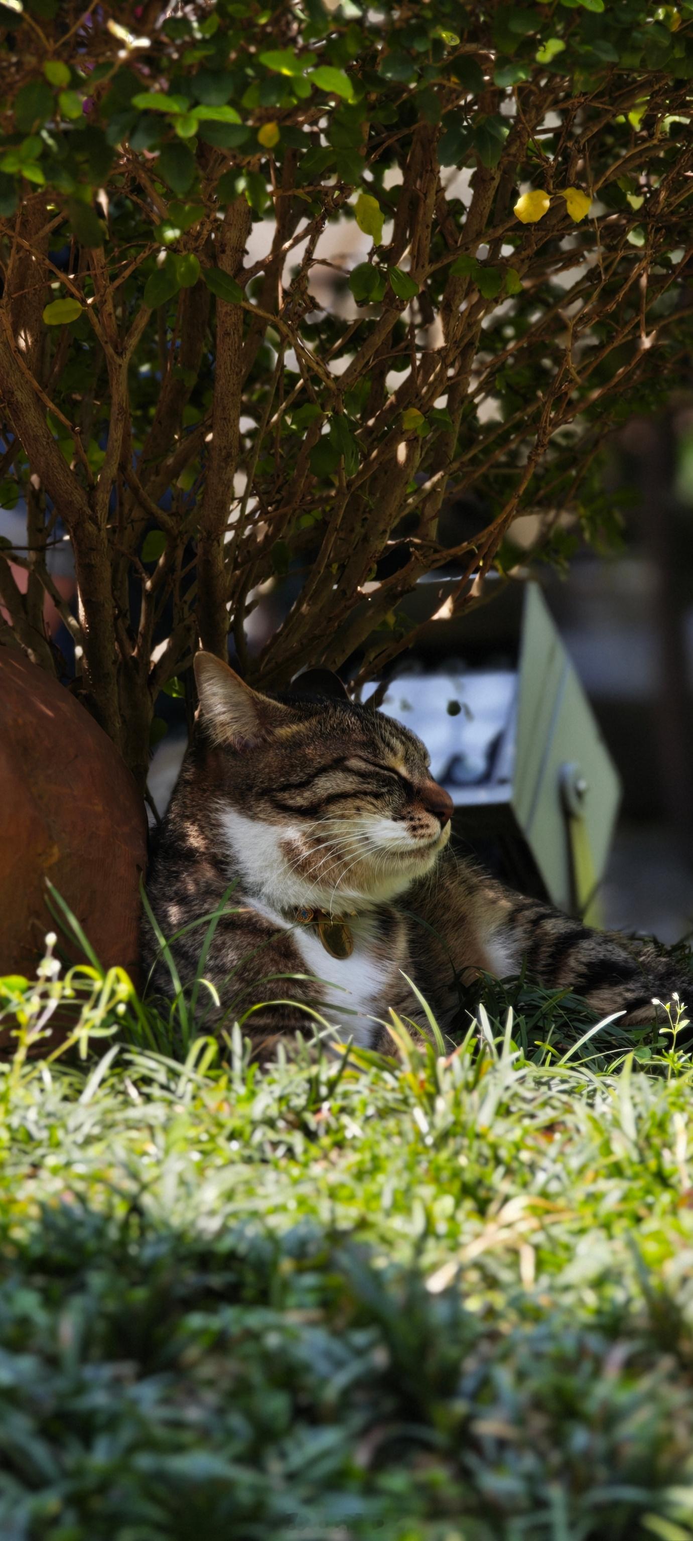 生活手记 猫生赢家 