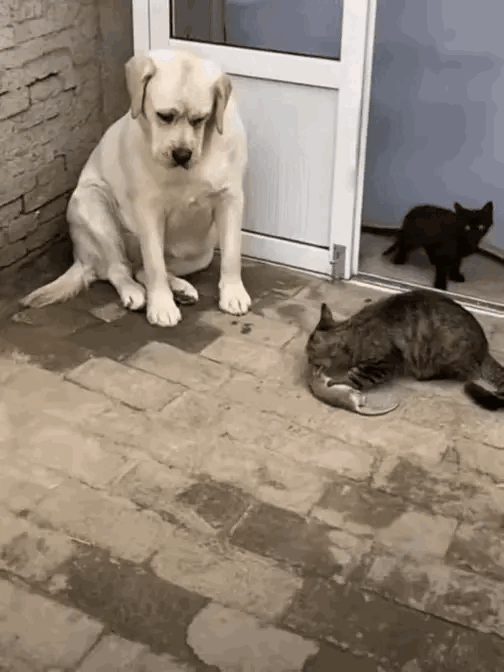 狗狗有点紧张这也太狠了，好家伙活吃嘎嘣脆，不吃猫粮吃活物，以后还是跟它保持距离吧