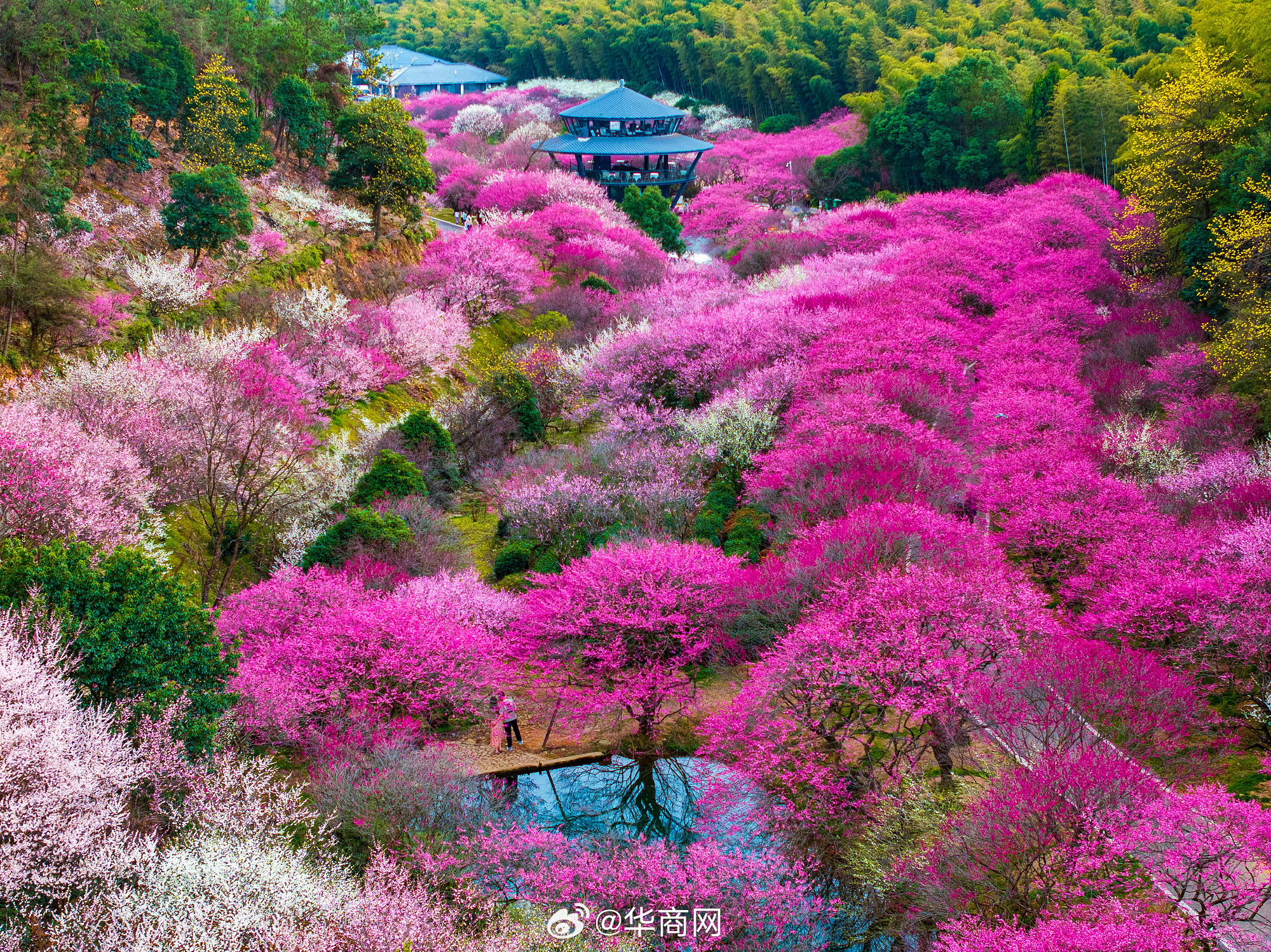 #三秦暮鼓# 【#浙江湖州花朵绽放灿若云霞#】近日，浙江湖州的各色花朵竞相绽放，