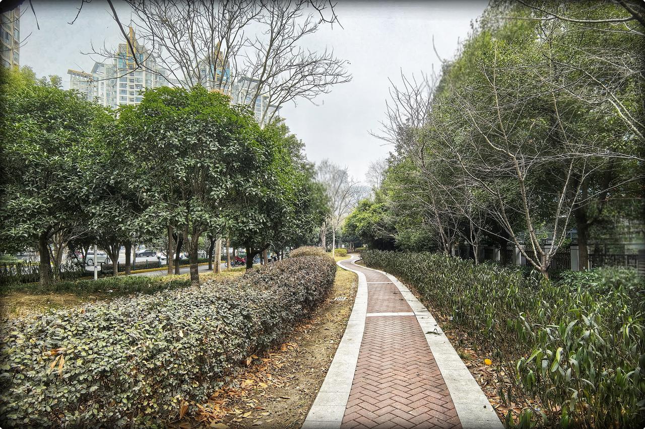 澳门路小森林公园之约
在武汉喧嚣的脉搏里躲藏，澳门路小森林公园似静谧诗章。小众的