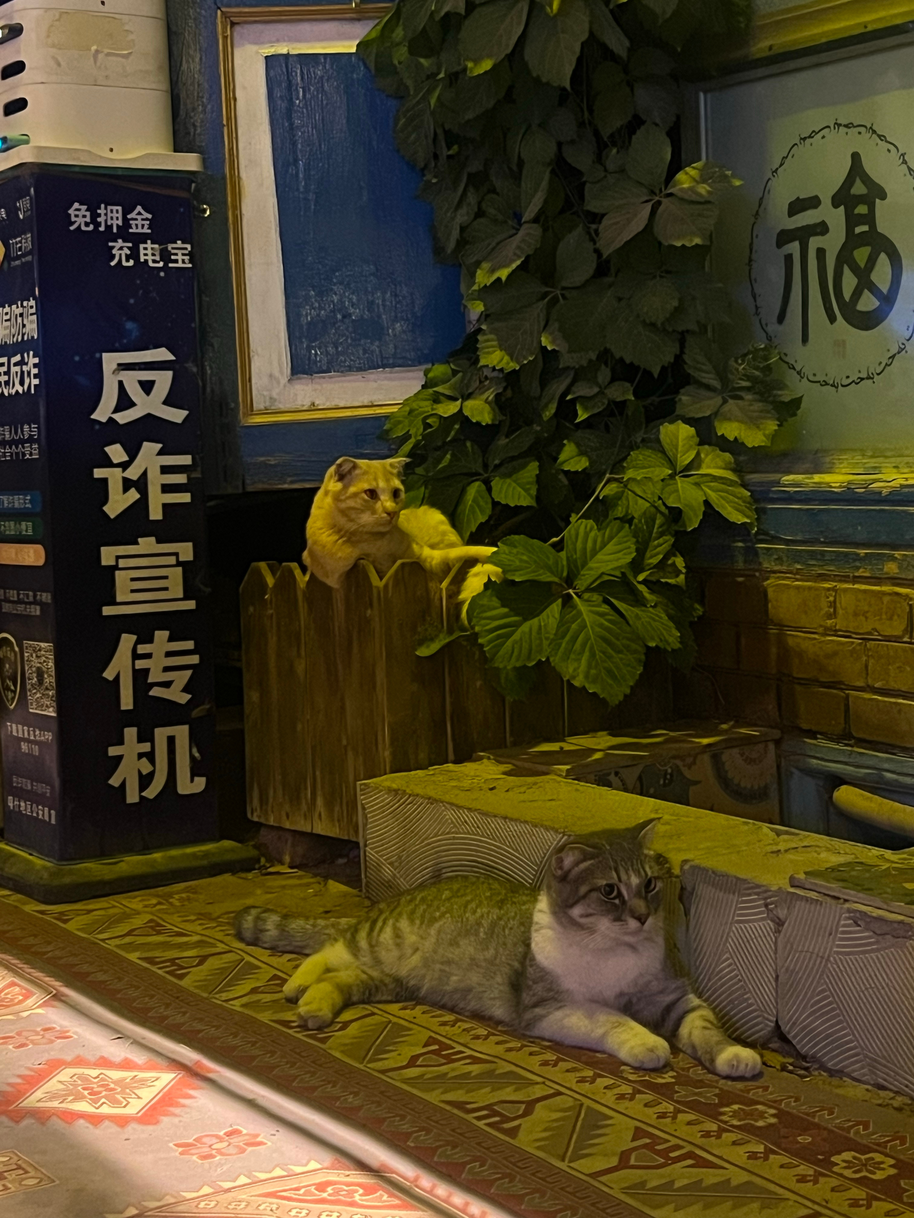喀什一入夜，猫咪和人都出来纳凉了。新疆旅行喀什旅行 喀什·喀什噶尔老城