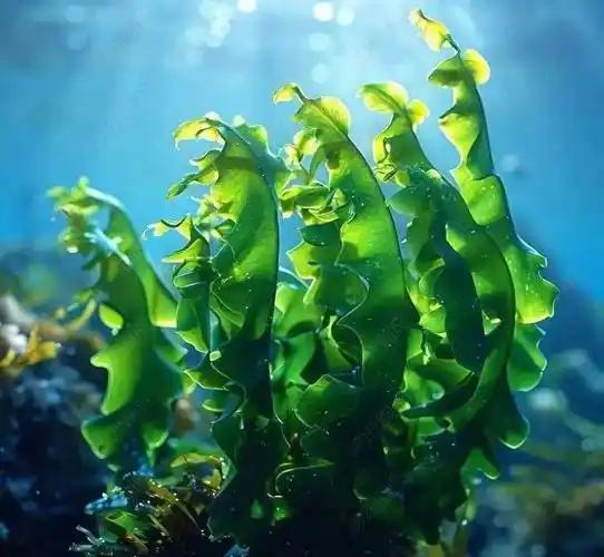 早在2005年的时候，海带就被科学家排除出了植物的圈子，因为人们发现按照二分法，