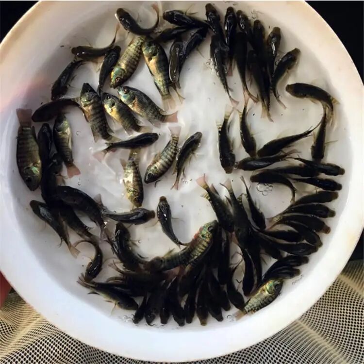 杭州男子抓到神秘生物，通体乌黑四处乱窜！有人靠它年入几十万，网友炸锅！