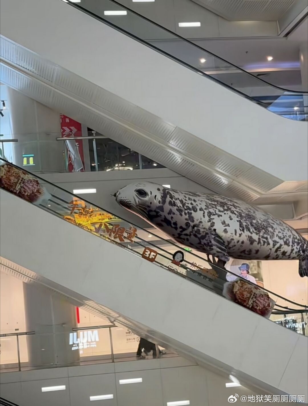 1306别的不说，谁不想在逛街的时候偶遇这么一只雷霆大海豹呢，好像一节答辩在通过