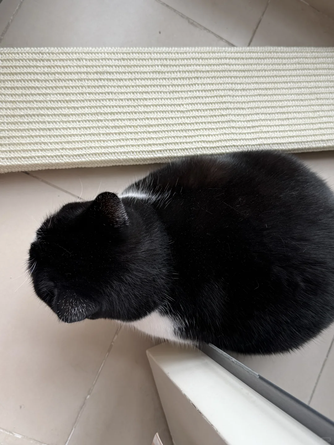 冷但讨厌剑麻