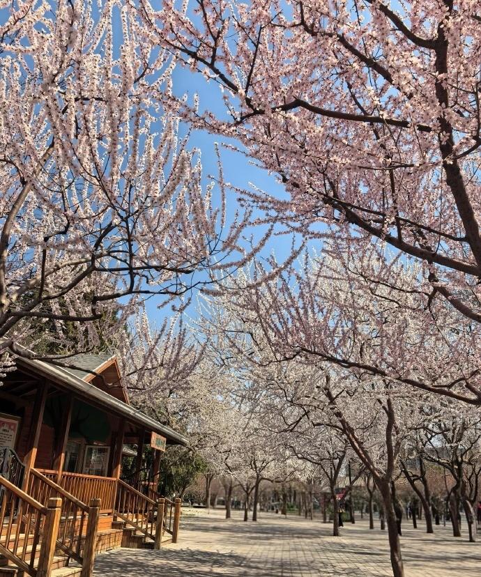 北京的冬天实在是太过漫长，寒意总也散不尽；
而好不容易盼来的春天，却又匆匆忙忙太