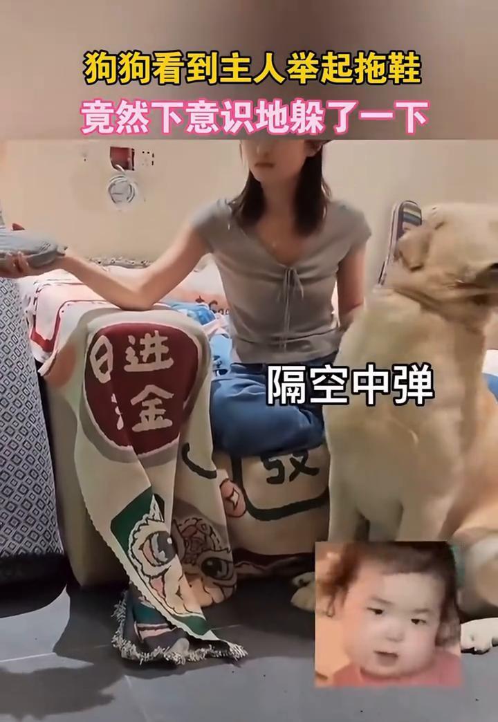 狗狗看到主人举起拖鞋竟然下意识地躲了一下。
8月3日广西。隔空中弹，尴尬一下。