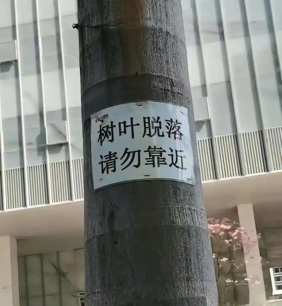 这树叶也太夸张了吧 