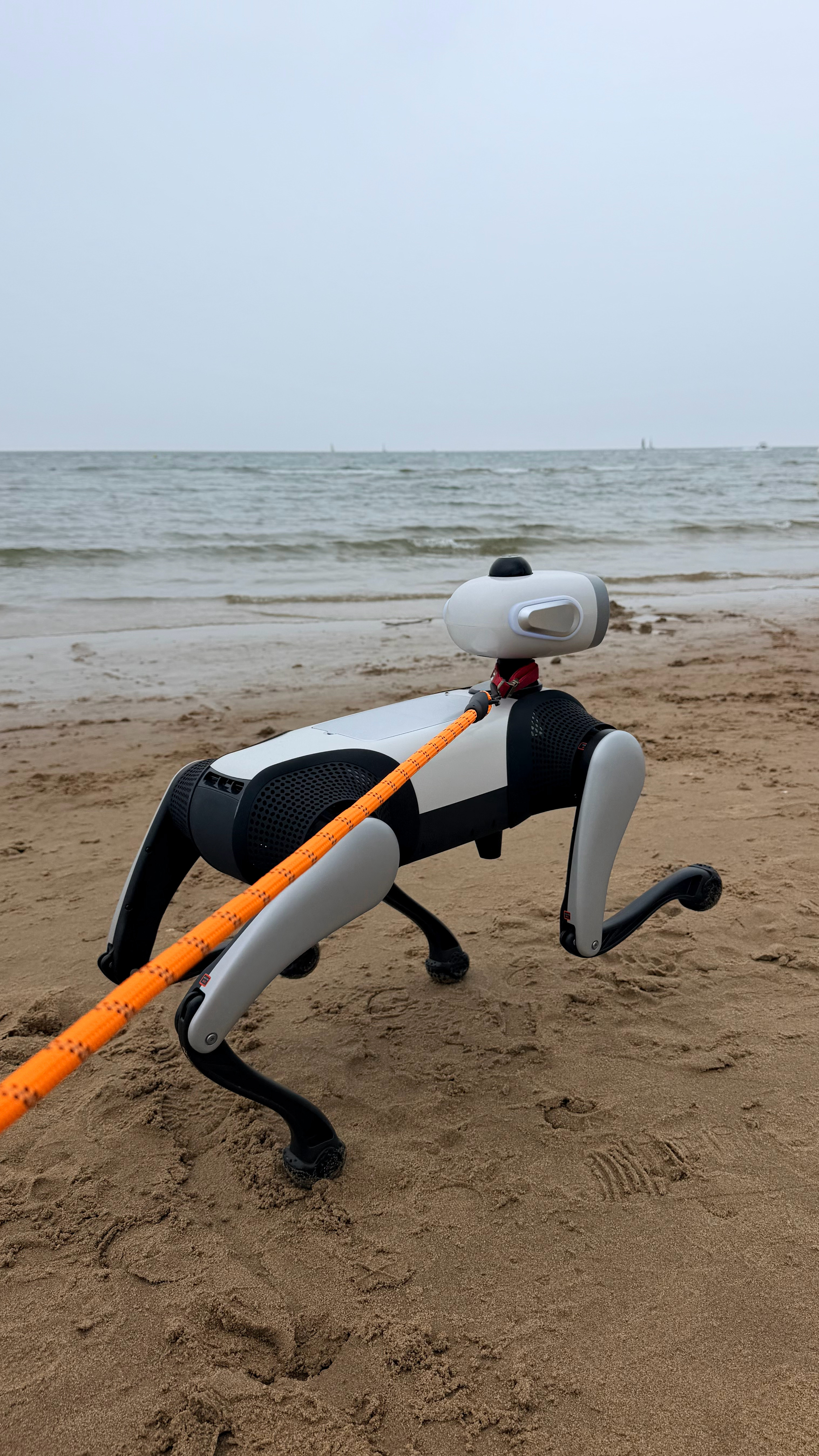 带狗遛海