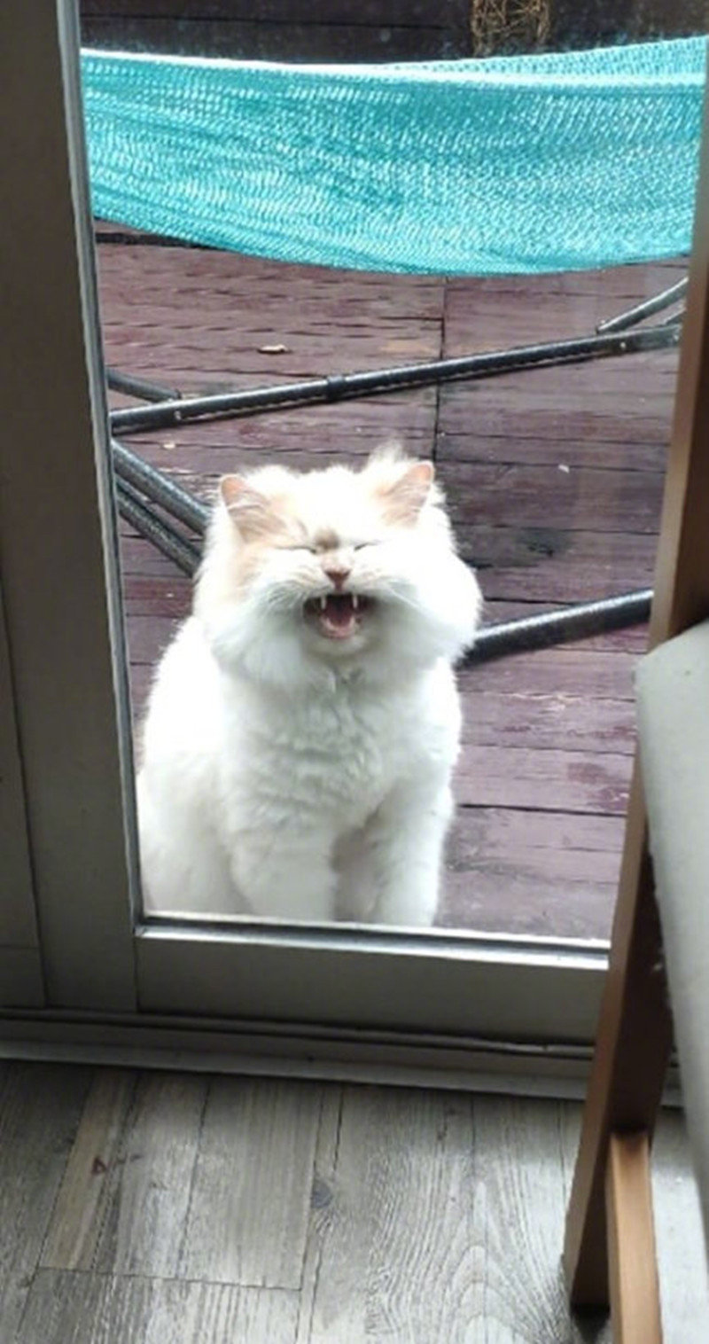 别躲在里面不出声！我知道你在家！你有本事抢男人，怎么没本事开门呐！傅文佩！