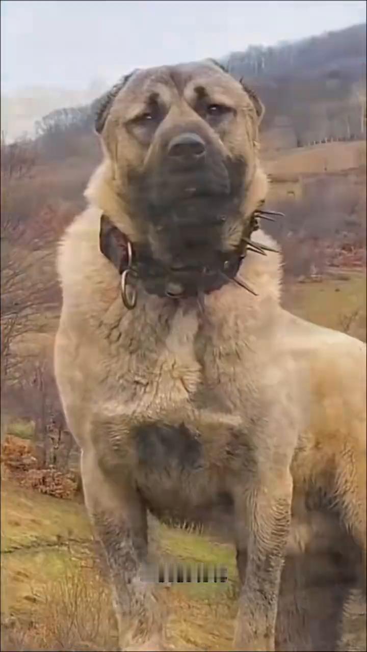 这是即将发生的坎高犬与野狼博弈的精彩画面。此刻守护羊群的坎高犬已经发现了前方不远