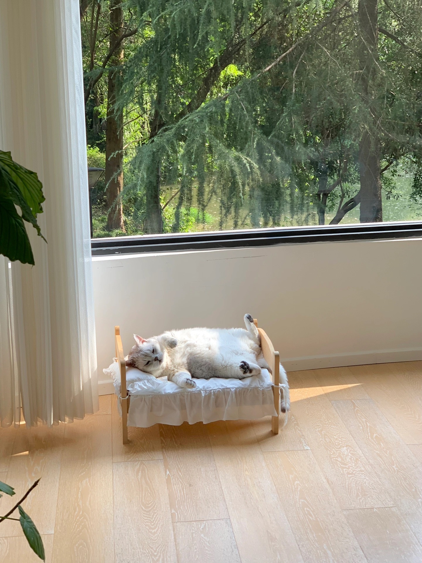 熟睡中的猫猫 太爱啦[awsl] ​​​