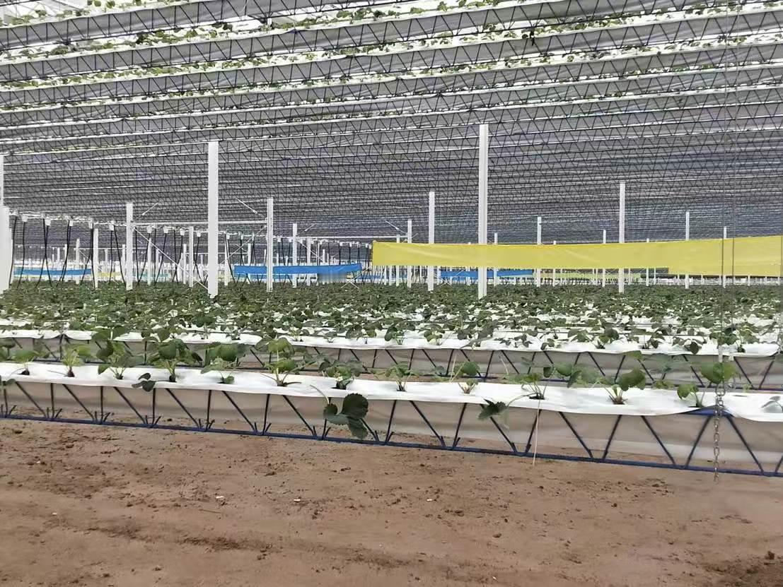 【智绘科技兴农新图景，信发草莓映红振兴路】社会实践 曲阜师范大学 大学生寒假社会