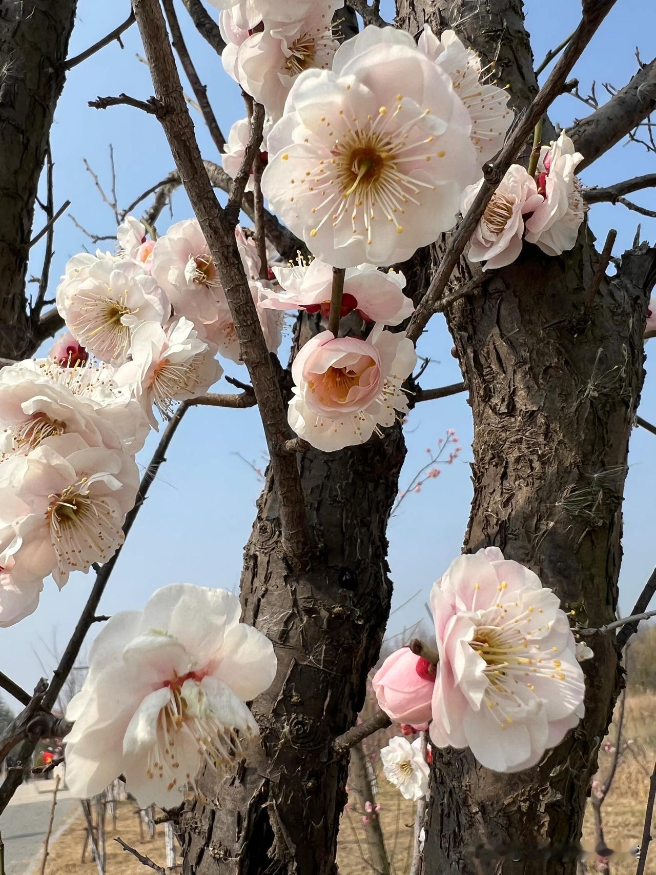 春日生活打卡季恰逢春日，南湖公园的梅园梅花盛开，花朵鲜艳，人声鼎沸，还有身着古装