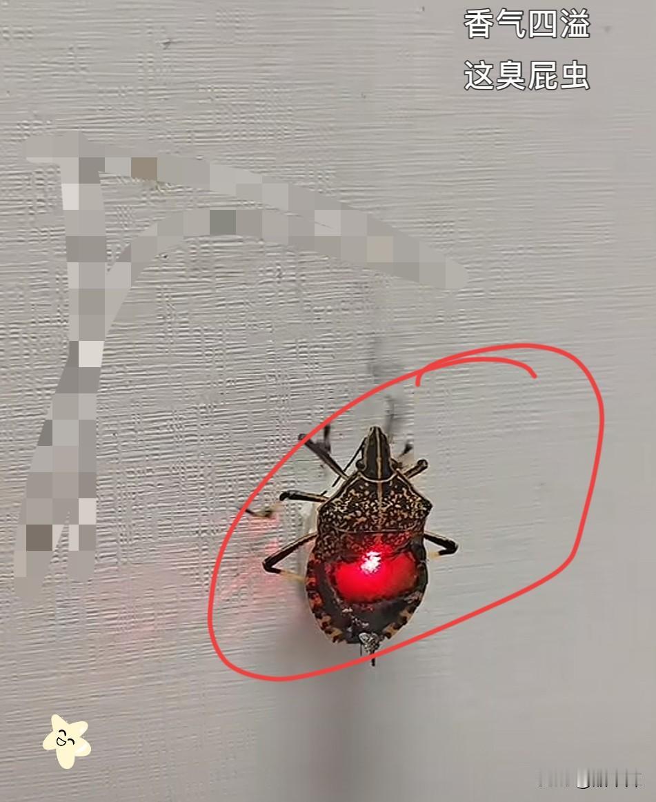 伤害性大，侮辱性强！河南一男子买了一只激光炮，想试试这个激光炮威力大不大。然后他