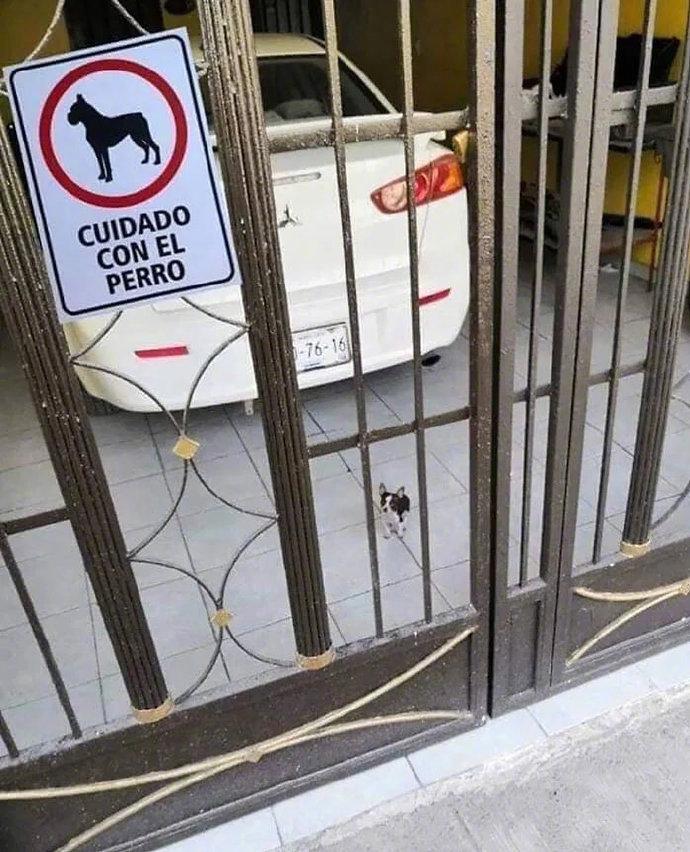 小心恶犬！