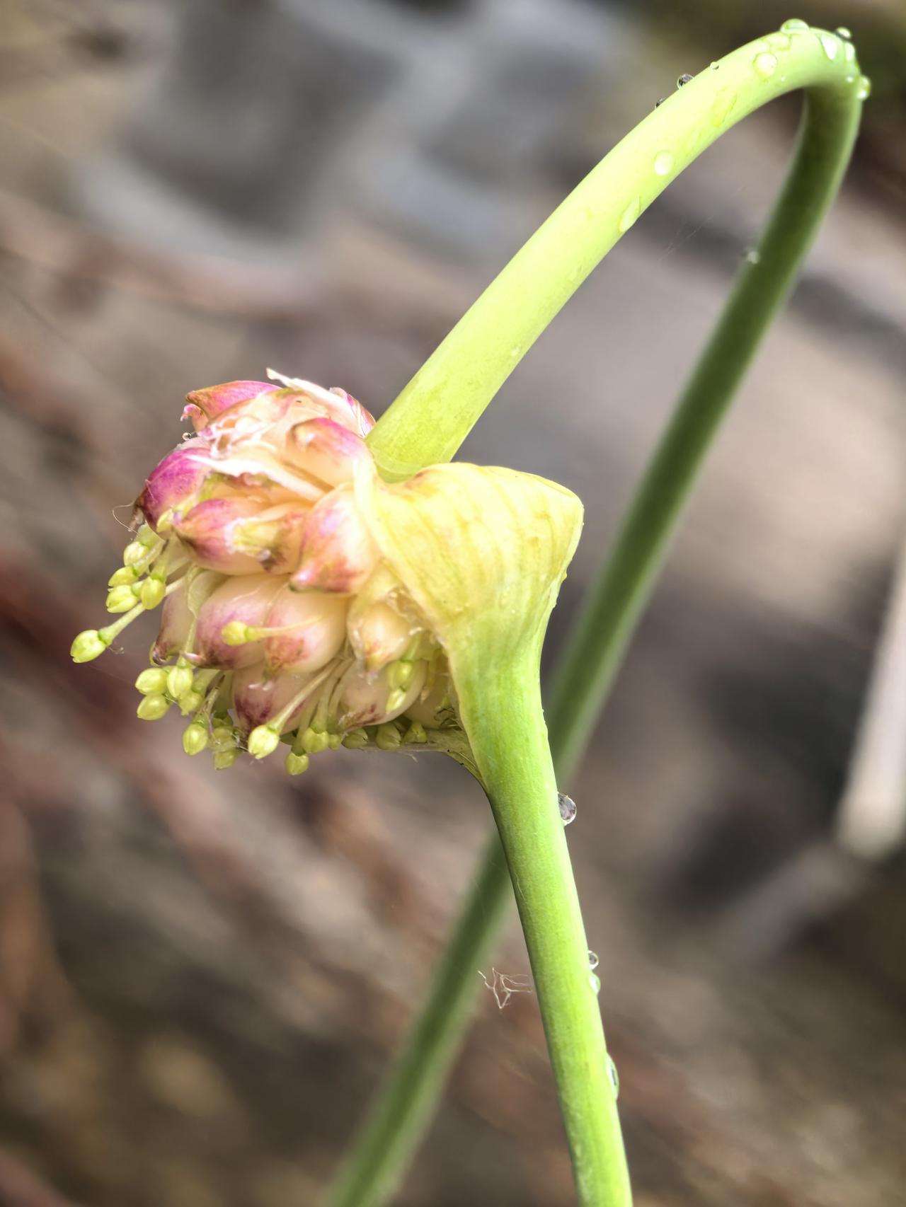 有一种花，我是第一次见，大家看看认识不？

其实，这种花每年4、5月份都会开，只