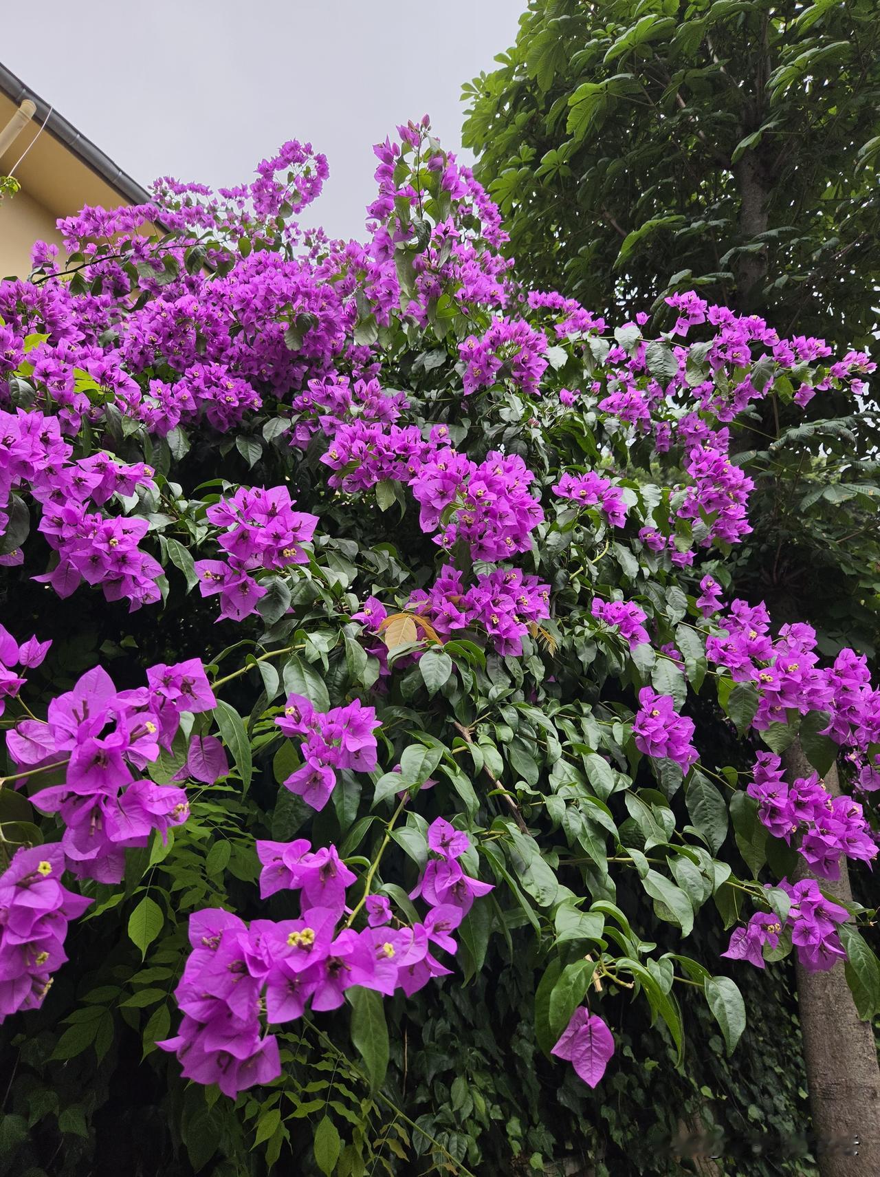 夏花绚烂来了，秋叶静美还会远吗？