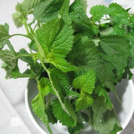 藿香油饼，从小吃到大的心头最爱——
 
我打小就偏爱一味香气——藿香。不只是种在